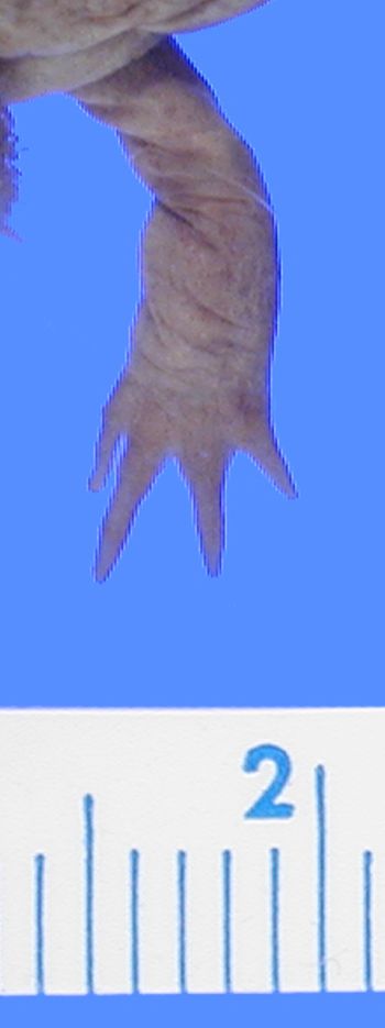 Media type: image; Herpetology A-1553